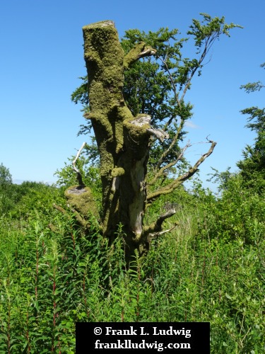 Cavan Burren